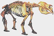 Diprotodon var ett pungdjur i flodhäststorlek, närmast besläktat med wombat.  