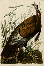 "Vahşi Hindi", Audubon'un Amerika'nın Kuşları kitabındaki ilk levha