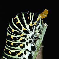 Een Old World zwaluwstaart (Papilio machaon) rups die zijn osmeterium laat zien