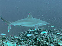 Žralok stříbřitý je predátorem rejnoka skvrnitého.  