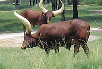 O gado Watusi é rebanho na África.