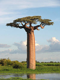 马达加斯加的Adansonia grandidieri