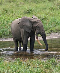 Um elefante florestal africano