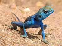 Esto, aunque muy llamativo, no es una coloración de advertencia. Es un lagarto macho, Agama sinaita, de Jordania, cerca del Mar Rojo. Cuando está en celo, el macho se vuelve de un azul llamativo para atraer a las hembras. Su color es, por tanto, una característica sexual secundaria.