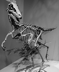 Skeletafgietsel van Troodon inequalis.   Troodontiden hadden een van de hoogste niet-aviaanse EQ's. Ze hadden dus geavanceerd gedrag en scherpe zintuigen.  