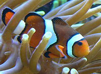 Bohóchal a tengeri anemonában