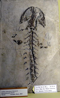 Andrias scheuchzeri , uma salamandra fóssil, encontrada em 1726