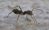 Een mieren nabootsende springspin  
