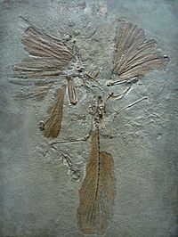 Лондонский экземпляр археоптерикса, обнаруженный всего через два года после публикации книги "О происхождении видов".