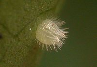 Een gemeenschappelijk ricinus (Ariadne merione) ei