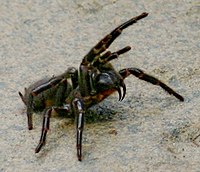 Atrax robustus , Sydney Funnel Web -hämähäkki.  