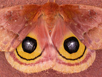 雌性Automeris io的眼窝看起来非常像猫头鹰的眼睛