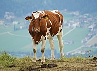 Anak sapi Ayrshire di atas bukit di Austria.