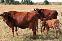 Dánské červené krávy a telata.