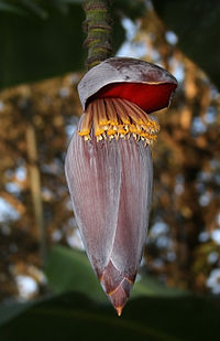 Musa x paradisiaca цвете