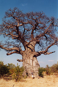 Afrikkalainen baobab, miltä se näyttää suurimman osan vuodesta.
