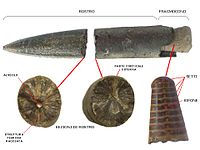 Bélemnite fossile. Rostrum et phragmocone ; sections normales d'un rostre (voir la structure radiale et centrale des fibres de calcite).