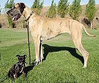 Honden worden in zeer verschillende rassen gefokt: hier een Duitse Dog en een kleine Chihuahua.
