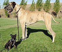 Anjing dikembangbiakkan menjadi ras yang sangat berbeda: di sini seekor Great Dane dan Chihuahua kecil.