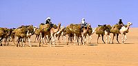 Een kamelentrein in Afrika.