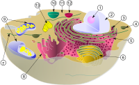 Schema van typische dierlijke cellen, met subcellulaire componenten. Organellen: (1) kern (2) kern (3) ribosoom (4) blaasje (5) ruw endoplasmatisch reticulum (ER) (6) Golgi-apparaat (7) Cytoskelet (8) gladde ER (9) mitochondriën (10) vacuole (11) cytoplasma (12) lysosoom (13) centriolen
