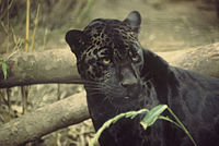 Un jaguar noir, également appelé panthère noire