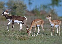 Blackbuck-antilope