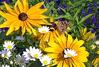 Motýl a včela se třemi druhy květů