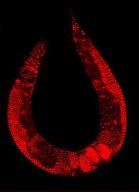 În această imagine, un vierme rotund a fost tratat pentru a arăta nucleele celulelor sale.  