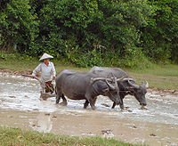 Een waterbuffel ploegt een rijstveld om in Cambodja.