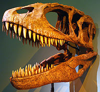 Carcharodontosaurus saharicusin kallo  