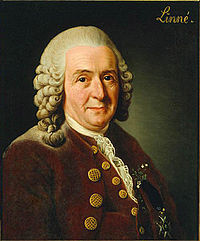 Carolus Linnaeus door Alexander Roslin, 1775