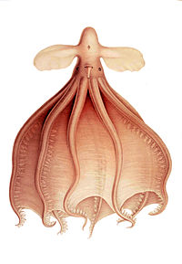 Cirrothauma , um dos polvos Cirrina. Ele vive nas profundezas do mar em grandes profundidades