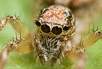 Główne centralne oczy tego pająka skaczącego znajdują się bardzo blisko siebie. Po bokach i na szczycie głowy znajdują się inne pary oczu drugorzędnych.
