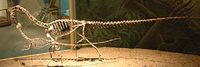 Dois espécimes de Coelophysis montados no Museu da Natureza e da Ciência de Denver