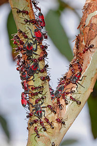 A levéltetvek nimfáit egy sereg húshangya védi. A hangyák a nimfák váladékával táplálkoznak.