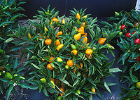 Compacte oranje Capsicum planten