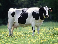 Os frísios são gado leiteiro bem conhecido.
