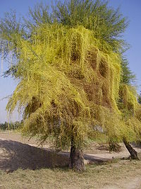 Cuscuta auf Akazienbaum im Punjab, Pakistan