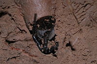 Pająk pułapkowy (rodzina: Ctenizidae), drapieżnik z zasadzki