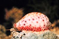 Cypraea , krowa. Około 80% wszystkich znanych gatunków mięczaków to ślimaki.
