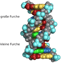 Section of a DNA molecule: The dome model used here better represents the occupation of the volume of space ­and avoids the ­impression that there is still a lot of space between the atoms. However, bonds between the atoms are represented worse.