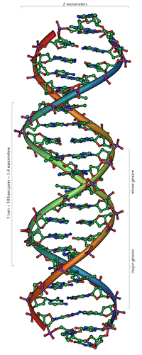 Section of 20 base pairs from the DNA double helix (B-form; structural model)