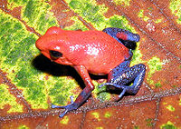 Oophaga pumilio , trująca żaba dart, zawiera liczne alkaloidy, które odstraszają drapieżniki
