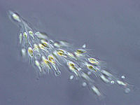 Dinobryon , een koloniale alg uit de Chrysophyceae groep