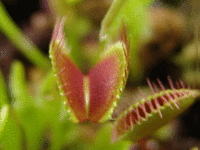 La Venus flytrap: mostra la reazione al secondo tocco.