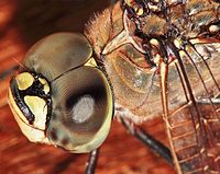 Dragonfly sammansatta ögon  
