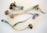 Gedroogde psilocybe paddenstoelen. (Merk op dat de stengels aan de uiteinden blauw zijn)