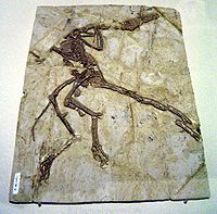 Fosilă de Dromaeosaur expusă la Muzeul de Știință din Hong Kong.  