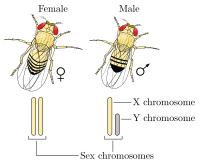 Comme les humains et les autres mammifères, la mouche à fruits commune a un système de détermination du sexe XY.